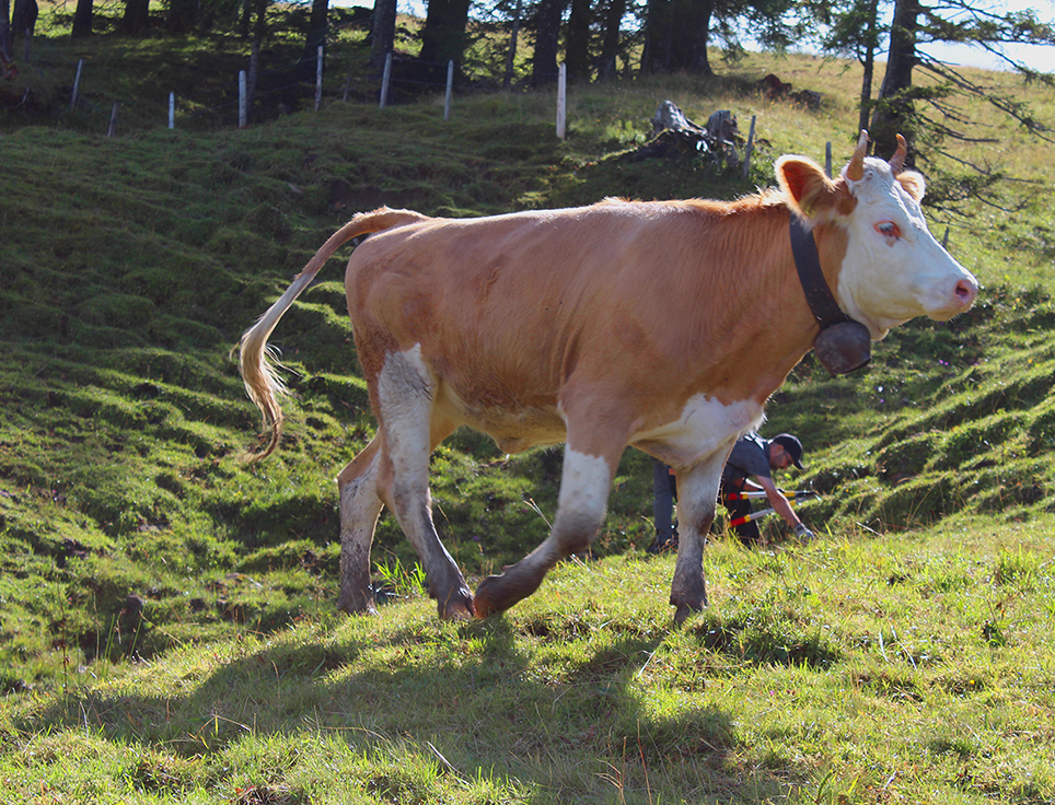 Glue Software Engineering AG